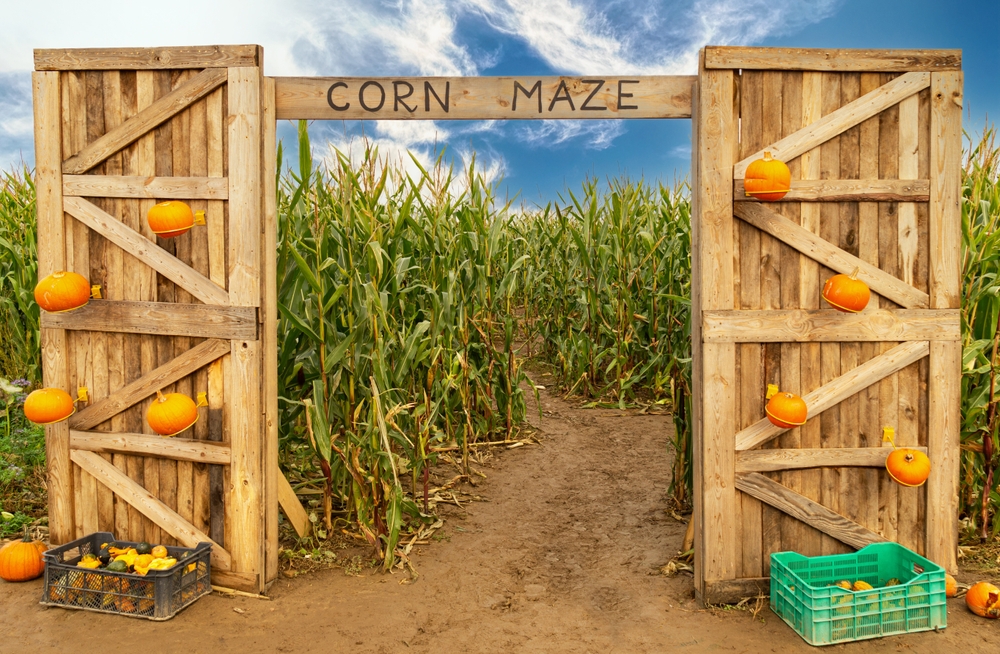 Entrance to a corn maze decorated with pumpkins, symbolizing the risk of farm attraction injuries during fall events in New Jersey.