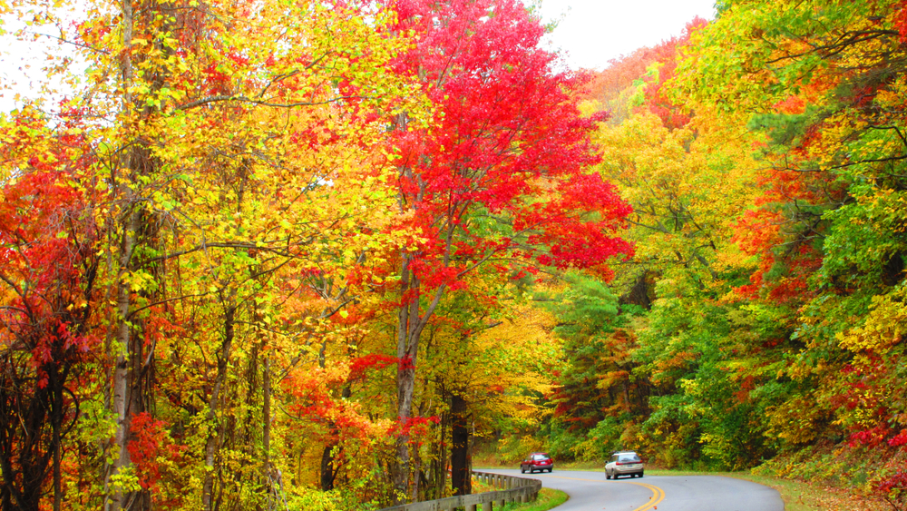Cars driving along a winding road surrounded by bright fall foliage, representing Thanksgiving holiday travel conditions in New Jersey.